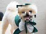 梨花女子大學新周邊人氣爆棚!《狗狗學士服》麻豆照一出直接萌殺消費者♥ 梨花女子大學新周邊人氣爆棚!《狗狗學士服》麻豆照一出直接萌殺消費者♥