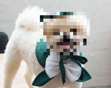 梨花女子大學新周邊人氣爆棚！《狗狗學士服》麻豆照一出直接萌殺消費者♥