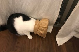 超有趣《喜歡戴著紙袋在家探險的貓》這樣真的很好玩嗎XD