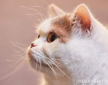 廣告跟韓劇的另類主角《韓國明星寵物》穩定性超高還會看鏡頭