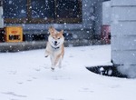 治癒圖《柴犬與雪的攝影照片》雖然大雪造成困擾~但這畫面真的太美 治癒圖《柴犬與雪的攝影照片》雖然大雪造成困擾~但這畫面真的太美