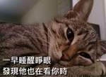 這畫面超傳神《用一張圖說明戀愛狀況》這次看了不生氣反而好羨慕w 這畫面超傳神《用一張圖說明戀愛狀況》這次看了不生氣反而好羨慕w