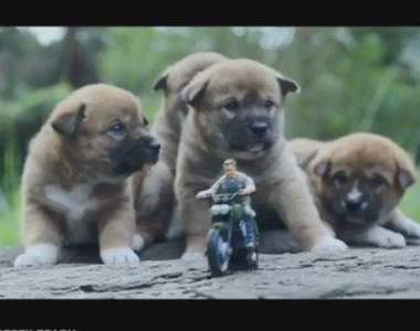 網友把《侏羅紀世界:殞落國度》恐龍換成幼犬 最萌巨獸誕生