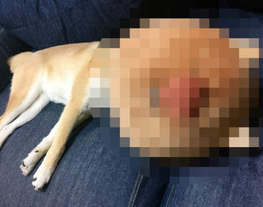 《變臉的柴犬》一覺醒來我的愛犬竟然變成了另一隻狗!?ww