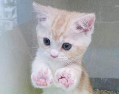 《超療癒動物精選》最舒服的按摩來自同伴的手手❤