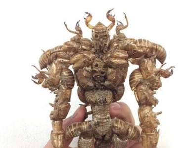 《蟬殼模型》君臨昆蟲界的王者來迎聖臨