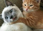 《動物KUSO一瞬間》豐富的表情萌得不要不要的~ 《動物KUSO一瞬間》豐富的表情萌得不要不要的~