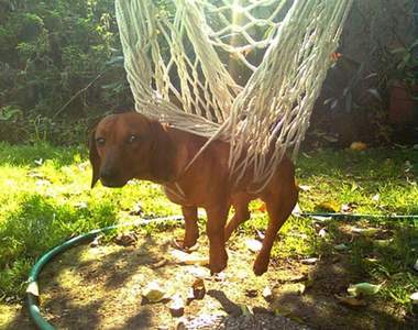 越狀況外越可愛♥《狗的萌蠢行為》就是這股傻勁讓我們愛慘牠們~