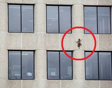 《浣熊空手爬大樓》事件 火箭浣熊地球前傳故事？