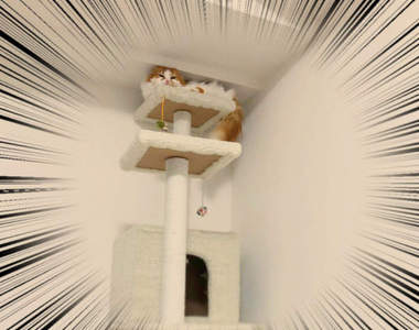 《主人移動貓塔的結果》無論多擠依然堅守塔頂的貓咪w