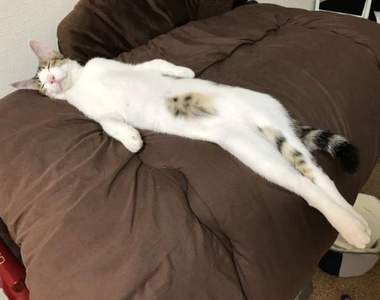 《全日本貓伸長協會》不動看完都有筋骨放鬆舒爽感覺的神奇tag(((^艸^)))