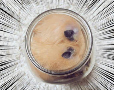《倉鼠的衝擊構圖》完全變身軟木塞的倉鼠到底是怎麼一回事!?