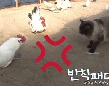 這群雞都是我的ΦωΦ《熱愛雞的貓》還會當風紀股長維護雞舍的和平w