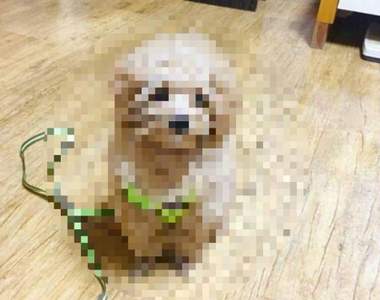 《堅持要散步的狗》才剛走出家門就後悔的神情傳上網爆紅w