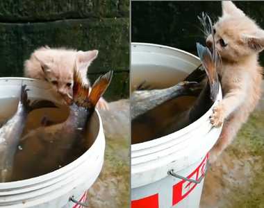 外網瘋轉《夢想很大的貓》就算這～麼大的魚也不放棄