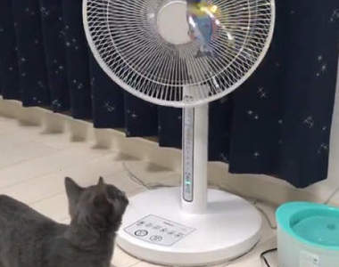 《用電風扇逗貓的結果》自製的全自動逗貓機竟然遭受這種下場...