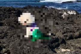 海邊驚現《美人魚狗》回眸一笑影片萌翻社群讓網友戀愛啦～