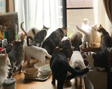 《家養22隻貓的畫面》還有三隻汪汪喔