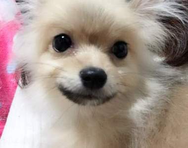 新家人報到《請幫我取個可愛的狗狗名》硬要叫拉不拉多幹嘛ww