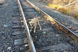 真的超級可惡《被綁在鐵軌上的狗狗》結果遇到超天使飼主♥
