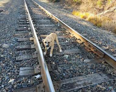 真的超級可惡《被綁在鐵軌上的狗狗》結果遇到超天使飼主♥