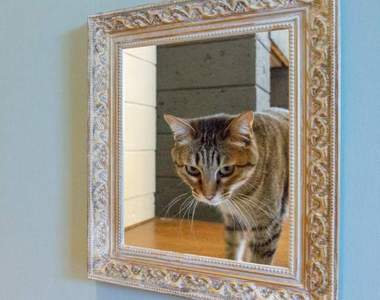 《走出畫框的貓》比視覺陷阱藝術更能欺騙你的雙眼(((^艸^)))