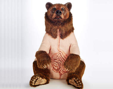 《擬真過頭的動物絨毛娃娃》皮毛下血管心臟一清二楚感覺痛痛der