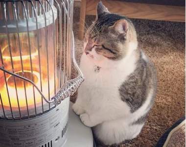 冬天一到就定位《貓的取暖位置》你家的喵星人又喜歡窩在哪呢？