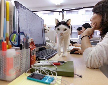 英國尋找《最可愛辦公室吉祥物》有他們在士氣UP UP (๑•̀ㅂ•́)و✧ 