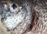 說好的死魚眼呢?《死魚眼上的假眼睛》魚販用這招偽裝新鮮活魚引起眾怒 說好的死魚眼呢?《死魚眼上的假眼睛》魚販用這招偽裝新鮮活魚引起眾怒