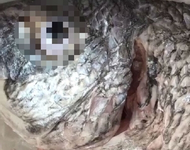 說好的死魚眼呢?《死魚眼上的假眼睛》魚販用這招偽裝新鮮活魚引起眾怒