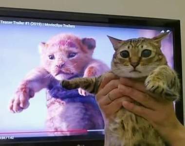 真人版電影效應《獅子王遊戲》抱高高熱潮又回來了