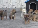 這是八點檔劇情吧《神秘六小犬》一覺睡醒就當爹?這些孩子打哪來的阿... 這是八點檔劇情吧《神秘六小犬》一覺睡醒就當爹?這些孩子打哪來的阿...
