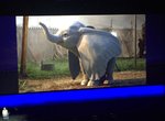《小飛象真人版》首張「真象圖」 公開 電影2019年3月上映 《小飛象真人版》首張「真象圖」 公開 電影2019年3月上映