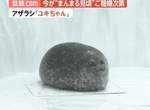 圓到看不出輪廓的《大福海豹》再撒點黃豆粉應該會更好吃(誤) 圓到看不出輪廓的《大福海豹》再撒點黃豆粉應該會更好吃(誤)