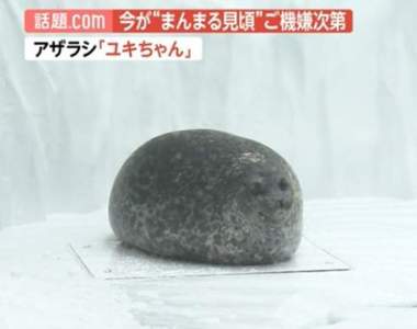 圓到看不出輪廓的《大福海豹》再撒點黃豆粉應該會更好吃(誤)