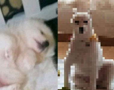 這個反差我不行《跟小時候落差太大的狗》把小時候的可愛還來阿QQ