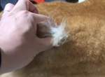 《柴犬版抽取式衛生紙》原來又到了換毛的時期啊... 《柴犬版抽取式衛生紙》原來又到了換毛的時期啊...