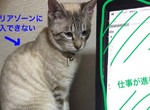 貓奴想出《礙事貓對策》對付超愛躺鍵盤的《礙事貓》(笑) 貓奴想出《礙事貓對策》對付超愛躺鍵盤的《礙事貓》(笑)