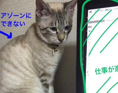 貓奴想出《礙事貓對策》對付超愛躺鍵盤的《礙事貓》(笑)
