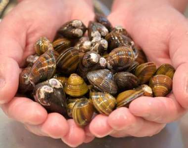 《日本少見姓氏排行榜》姓「父母」的人那名字好像怎麼取都怪怪欸ww