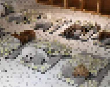 韓國這間《寵物訓練營》爆紅　只因為傳了「這些照片」上社群♥