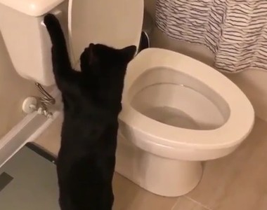 《喜歡沖馬桶的貓》是想知道自己在南半球還是北半球嗎？