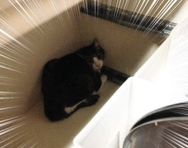 飼主注意《地震後尋找逃跑的寵物》貓咪們可能就躲在這些意外的地方...