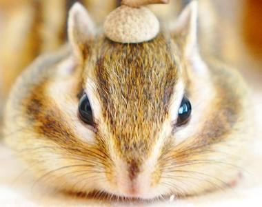 臉頰圓滾滾《花栗鼠IG》看起來過著夢幻又飽足的生活