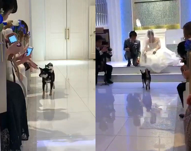 超萌《汪星人花童》黑柴柚子送婚戒的重責大任就交給你了~汪