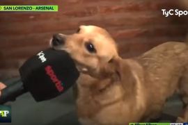 上輩子一定是足球員《誤闖足球賽的狗狗》事後還接受記者訪問...