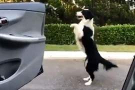 搞笑版《InMyFeelingsChallenge》超有趣！這次連毛小孩也跟風啦～