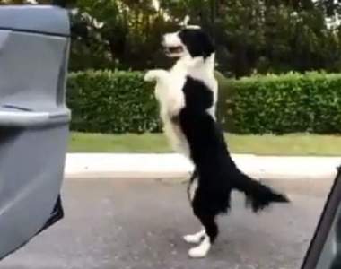 搞笑版《InMyFeelingsChallenge》超有趣！這次連毛小孩也跟風啦～