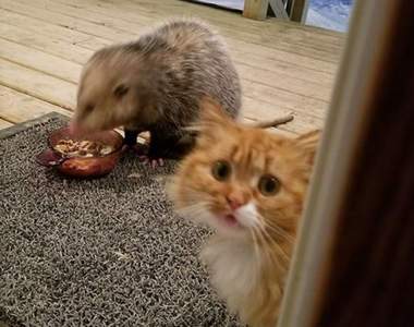 《被負鼠搶食的貓》從貓皇的表情就可以知道有多驚嚇ww